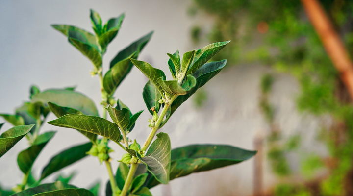 Ashwagandha Plant