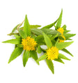 Adaptogenic power of Rhodiola Rosea, nature's stress-buster. Experience tranquility and resilience with Take Today's blends. Embrace calmness for a balanced and vibrant life.
