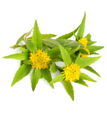 Adaptogenic power of Rhodiola Rosea, nature's stress-buster. Experience tranquility and resilience with Take Today's blends. Embrace calmness for a balanced and vibrant life.